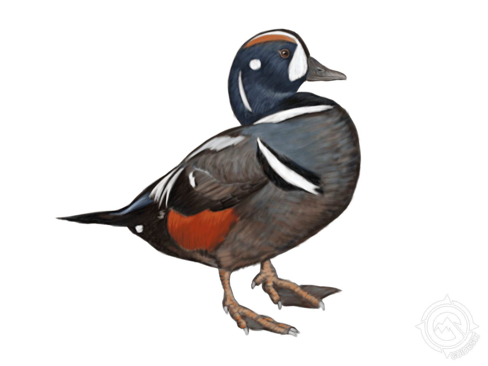 Harlequin Duck
