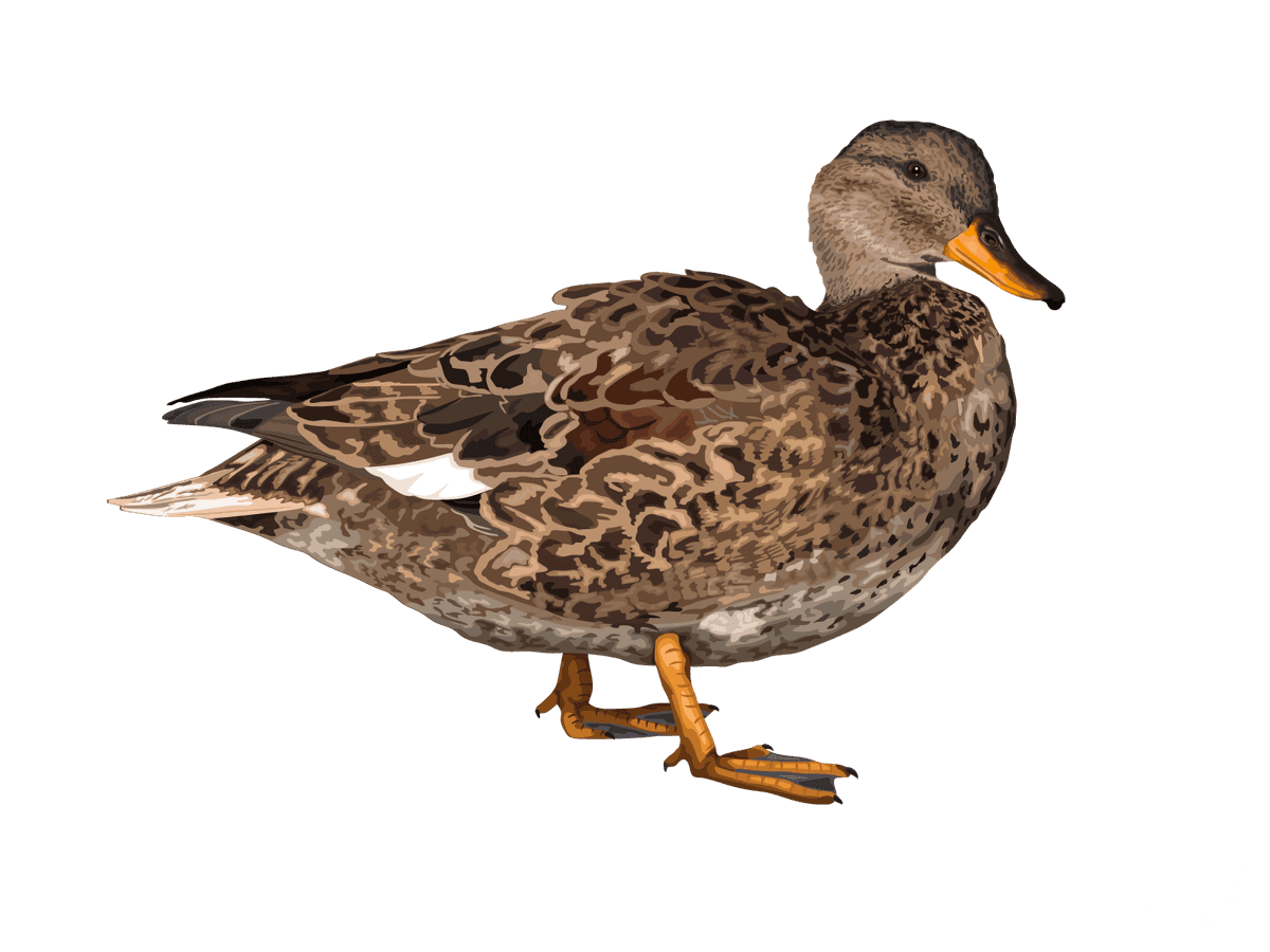 Gadwell Duck