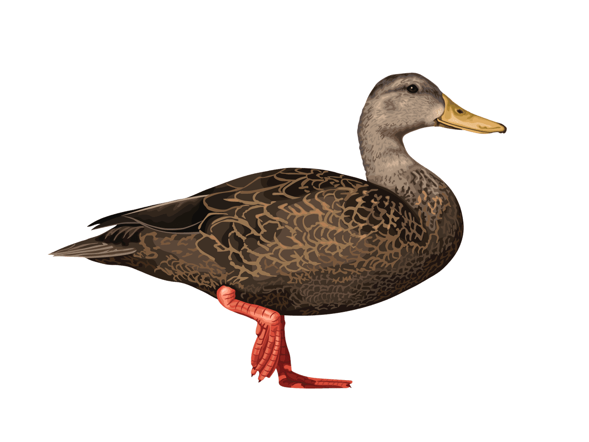 Mottled Duck